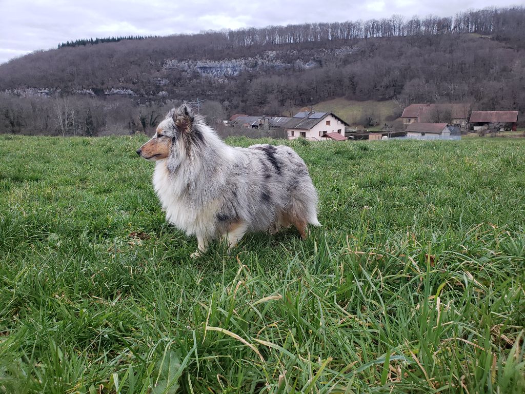 Poupoupidou de l'Angelarde