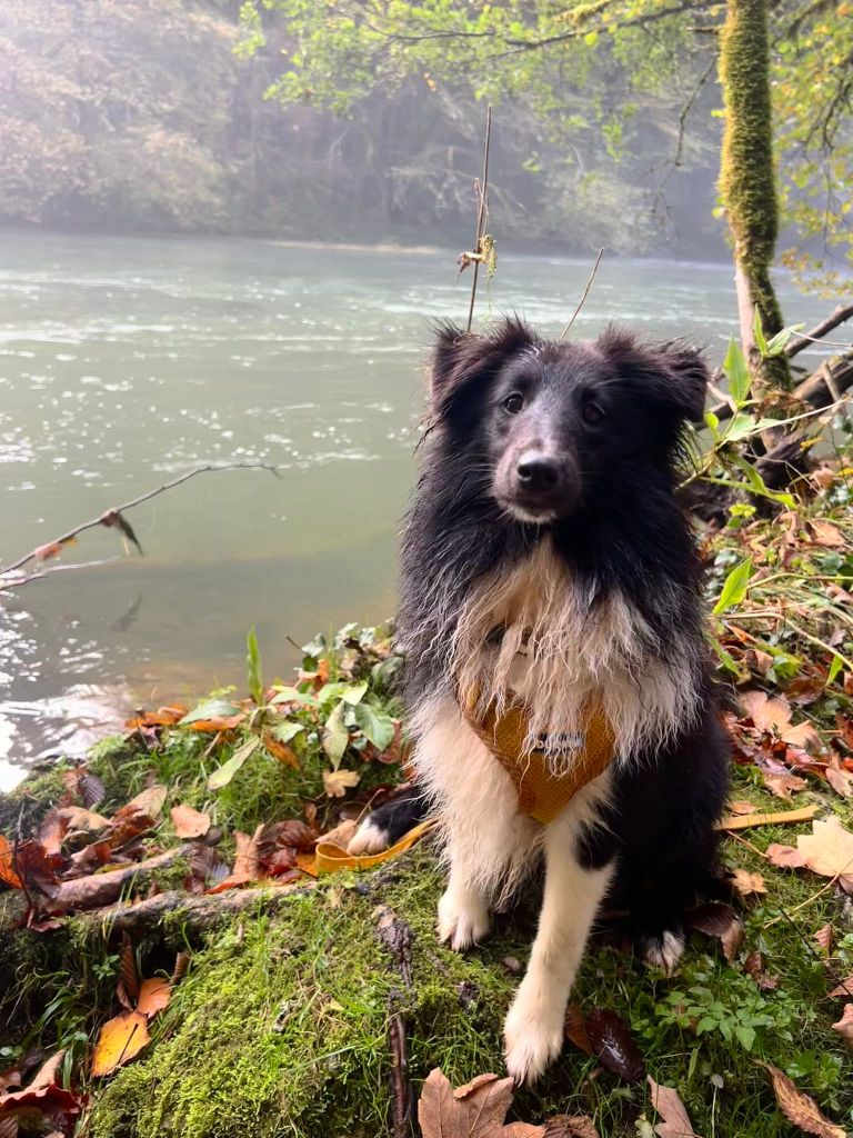 Of Chiprey's Hamlet - Chiot disponible  - Shetland Sheepdog