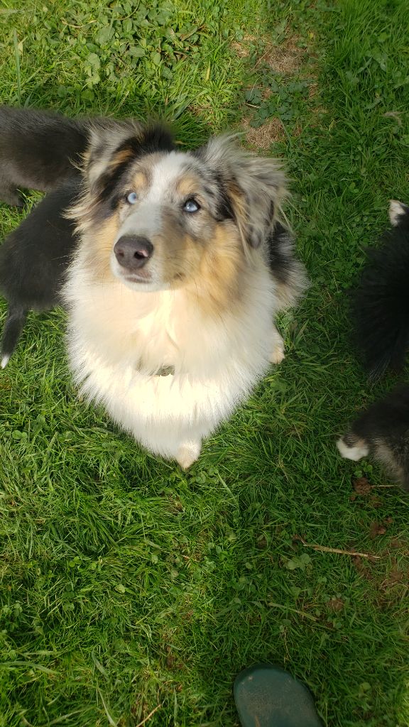 Of Chiprey's Hamlet - Chiot disponible  - Shetland Sheepdog