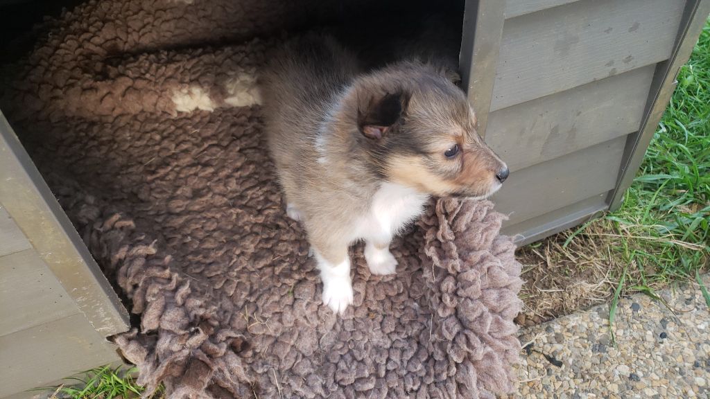 Of Chiprey's Hamlet - Chiot disponible  - Shetland Sheepdog