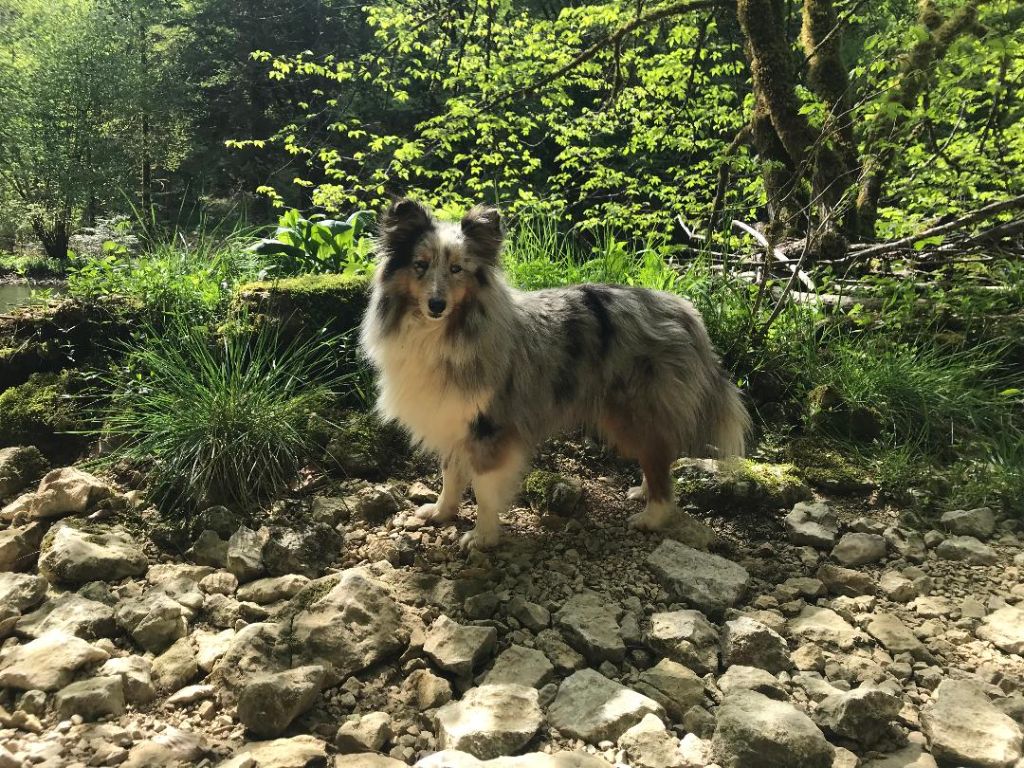 Poupoupidou