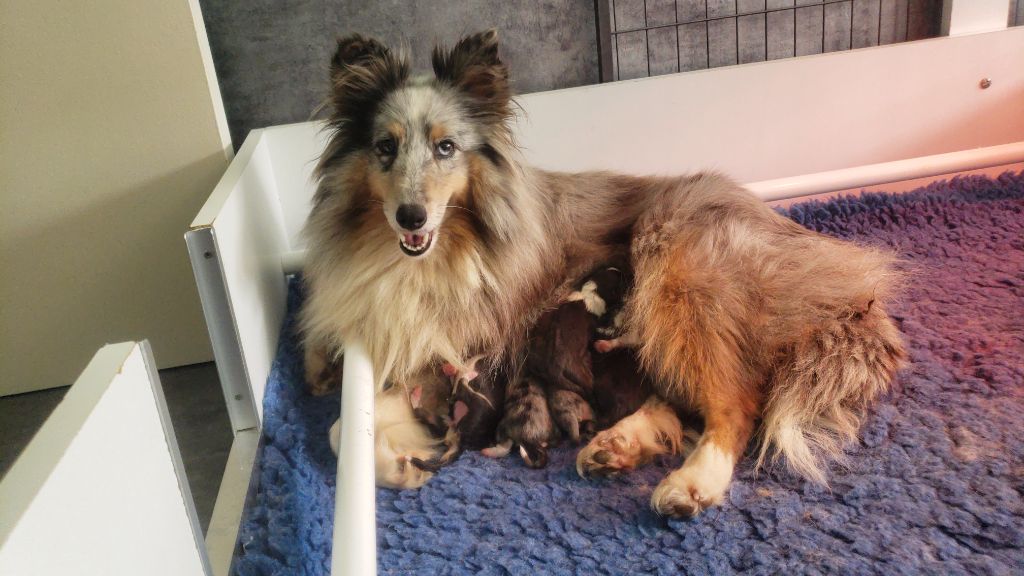 Chiot Shetland Sheepdog Of Chiprey's Hamlet