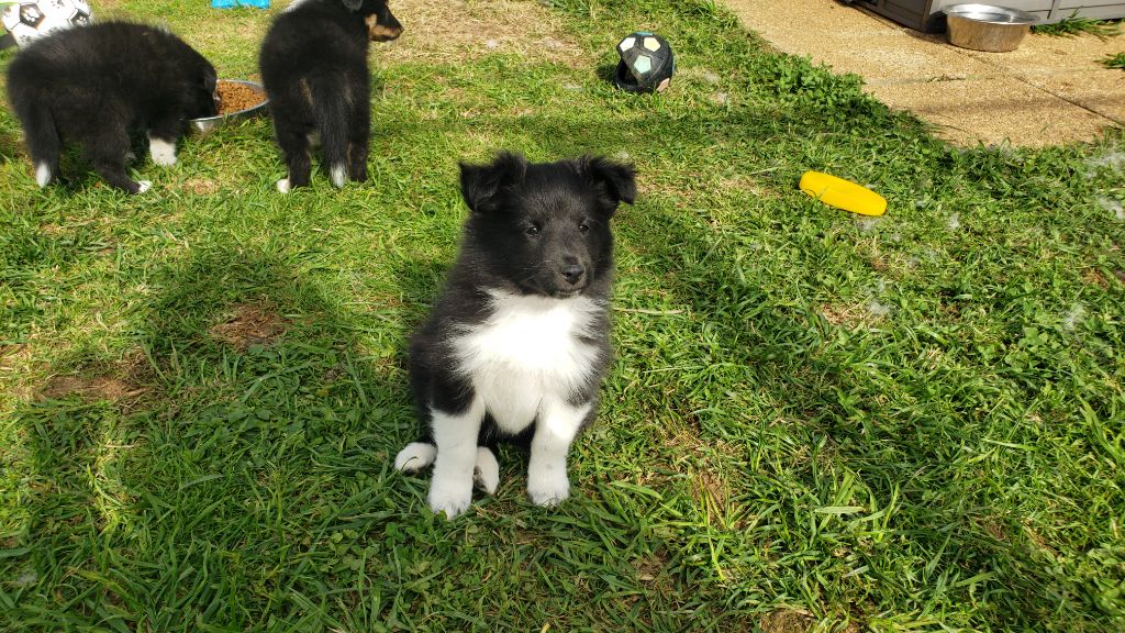 Of Chiprey's Hamlet - Chiots disponibles - Shetland Sheepdog