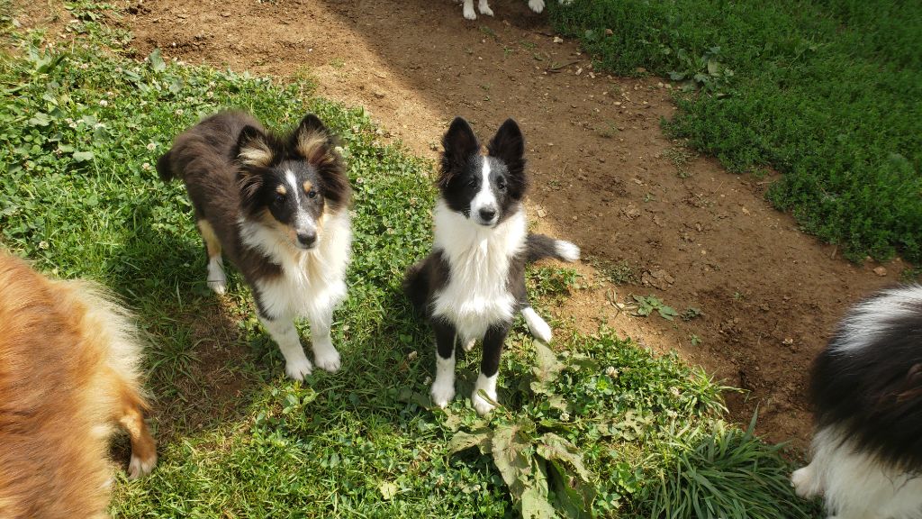 Of Chiprey's Hamlet - Shetland Sheepdog - Portée née le 13/04/2025