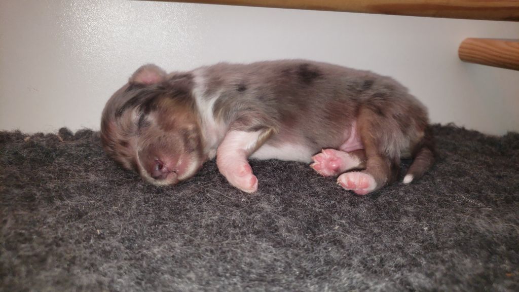Of Chiprey's Hamlet - Chiots disponibles - Shetland Sheepdog