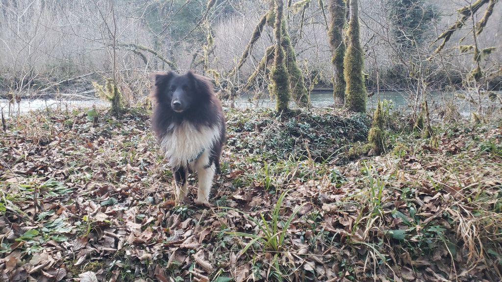 Of Chiprey's Hamlet - Chiots disponibles - Shetland Sheepdog
