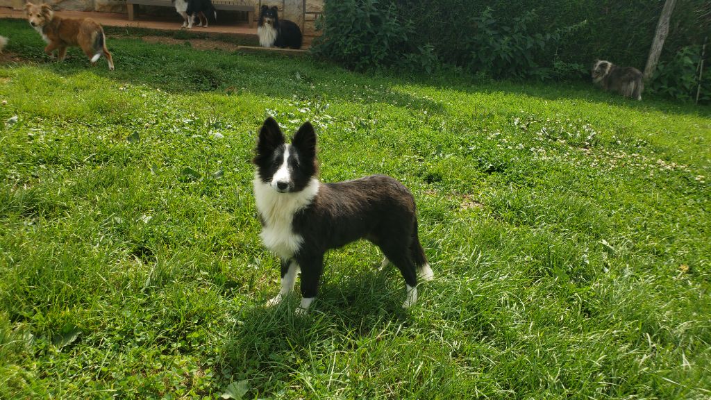 Of Chiprey's Hamlet - Chiots disponibles - Shetland Sheepdog