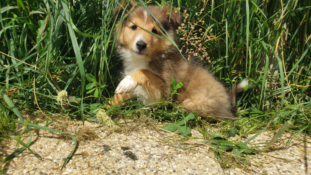 Of Chiprey's Hamlet - Chiots disponibles - Shetland Sheepdog