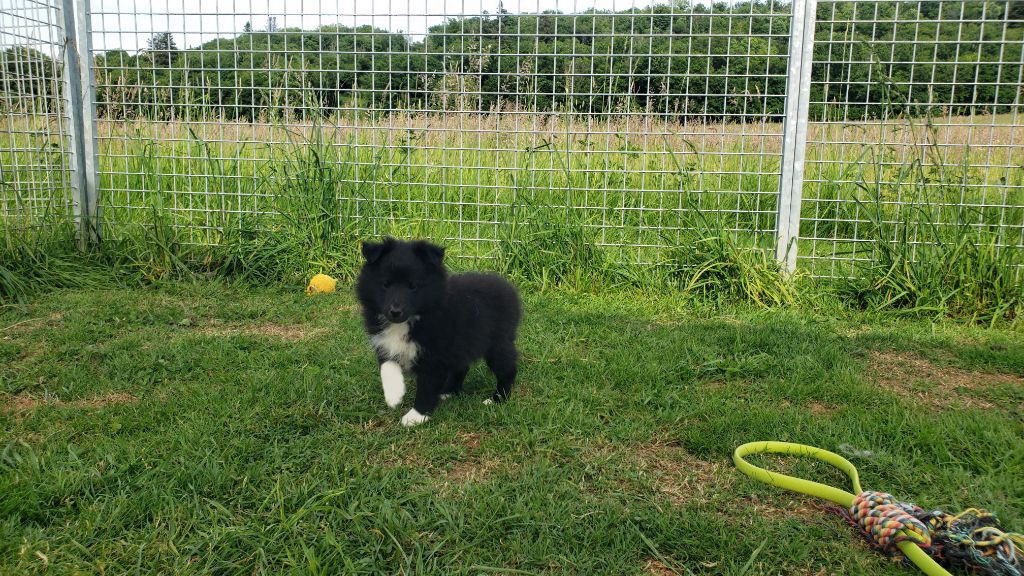 Of Chiprey's Hamlet - Chiots disponibles - Shetland Sheepdog