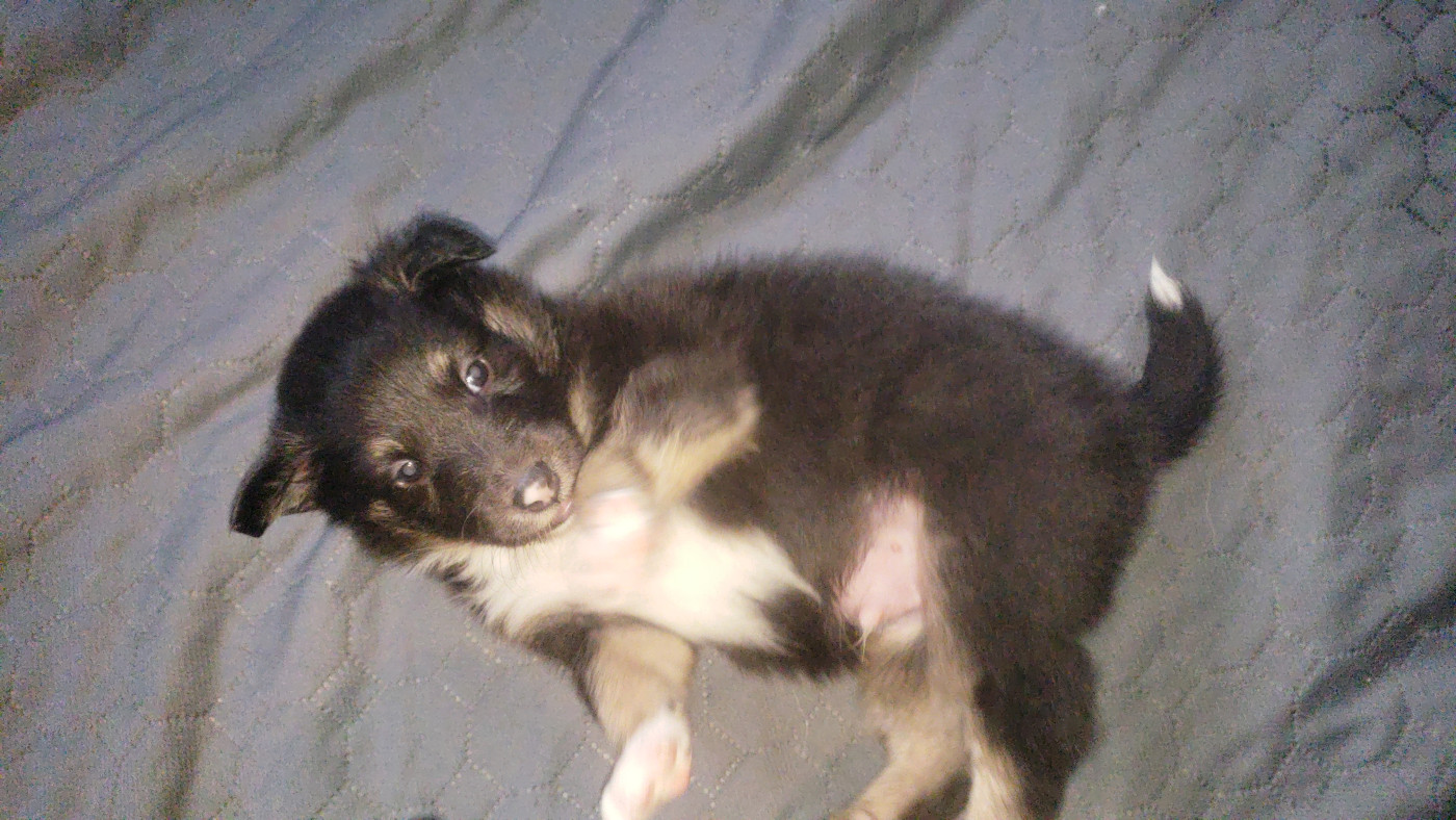 Of Chiprey's Hamlet - Chiots disponibles - Shetland Sheepdog
