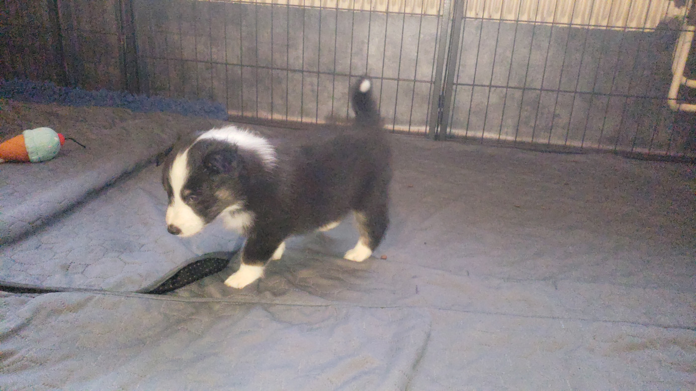 Of Chiprey's Hamlet - Chiots disponibles - Shetland Sheepdog