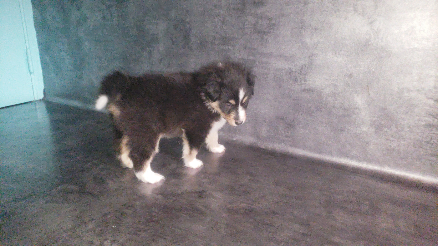 Of Chiprey's Hamlet - Chiots disponibles - Shetland Sheepdog