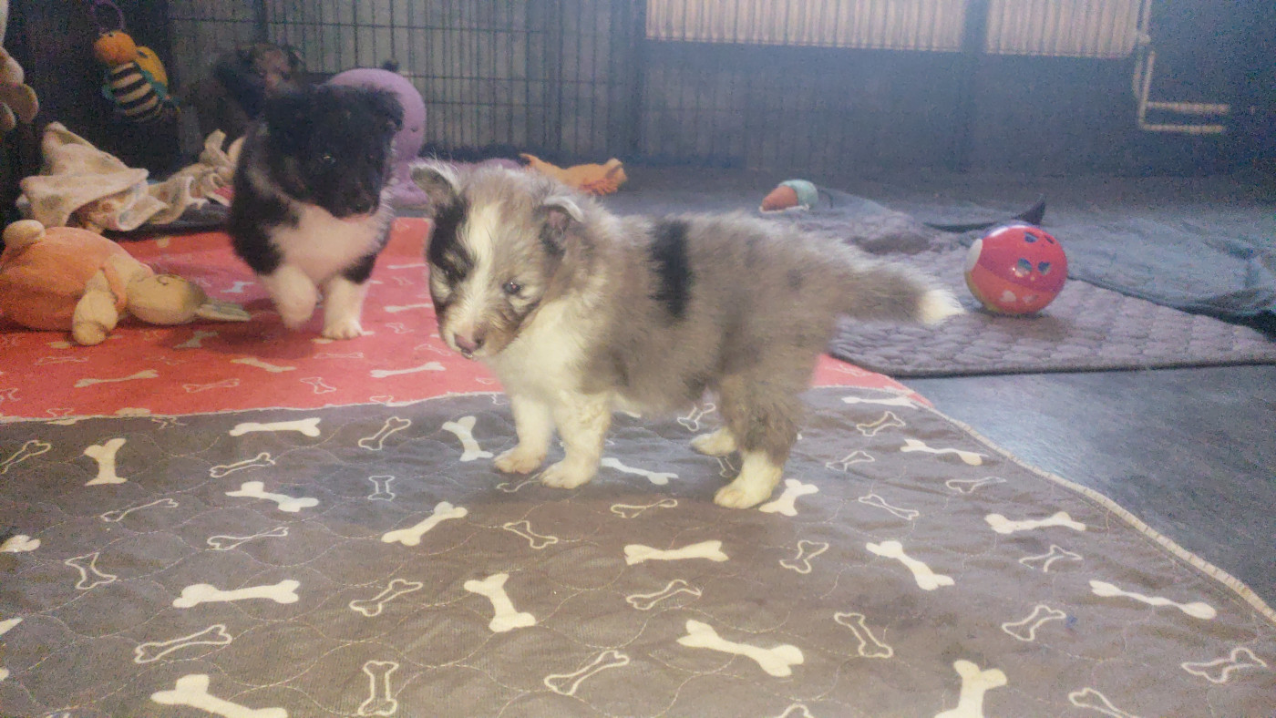 Of Chiprey's Hamlet - Chiots disponibles - Shetland Sheepdog