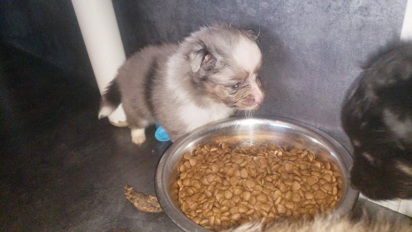 Of Chiprey's Hamlet - Chiots disponibles - Shetland Sheepdog