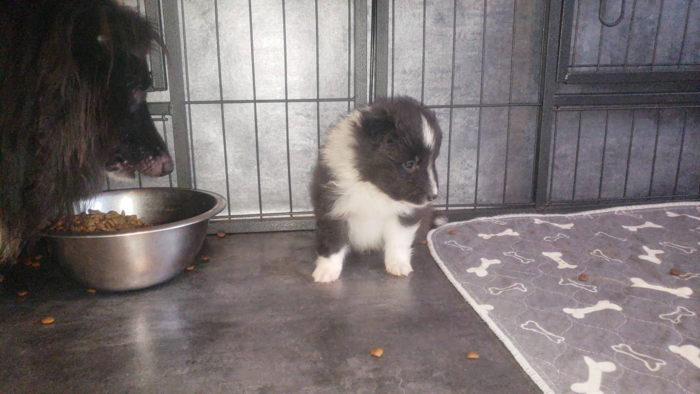Of Chiprey's Hamlet - Chiots disponibles - Shetland Sheepdog