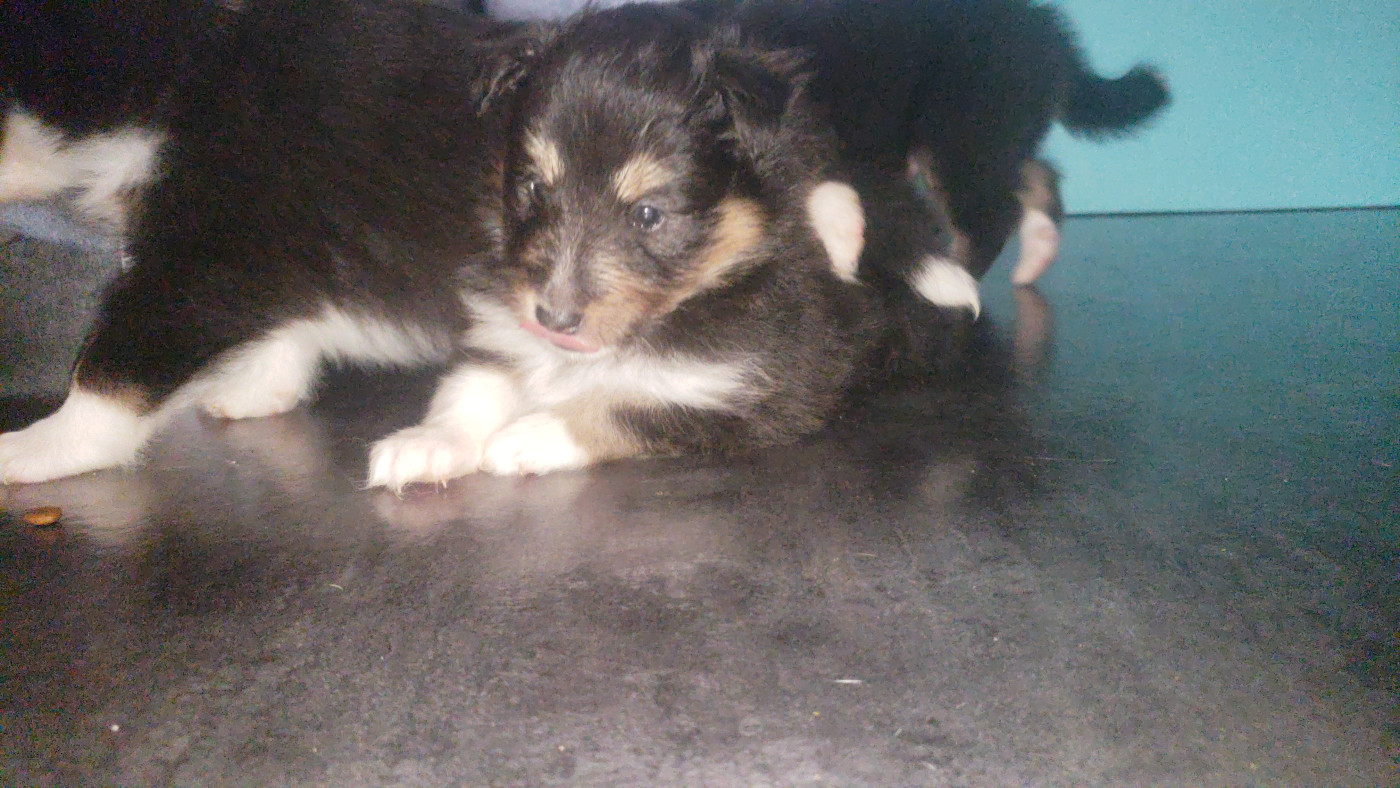 Of Chiprey's Hamlet - Chiots disponibles - Shetland Sheepdog