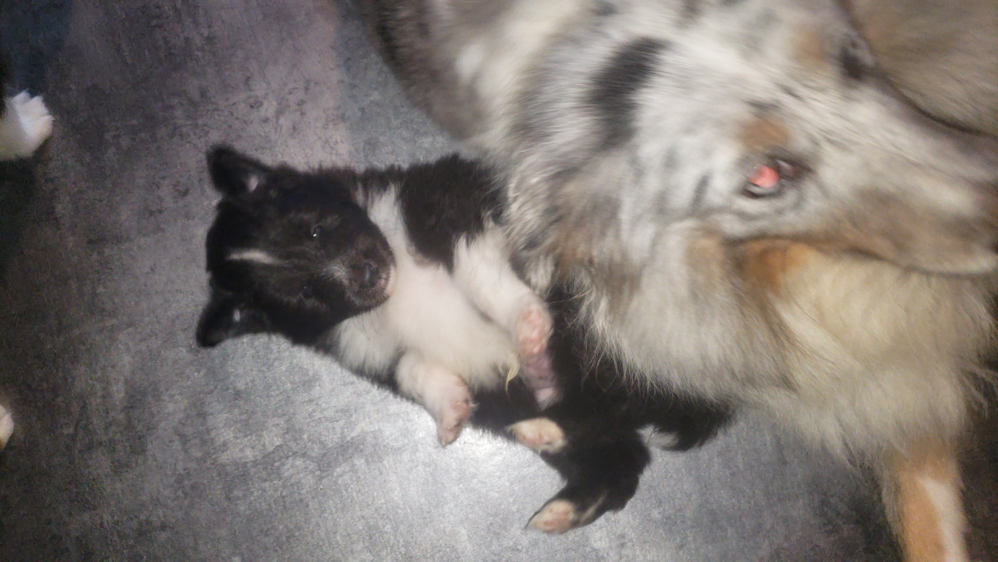 Of Chiprey's Hamlet - Chiots disponibles - Shetland Sheepdog