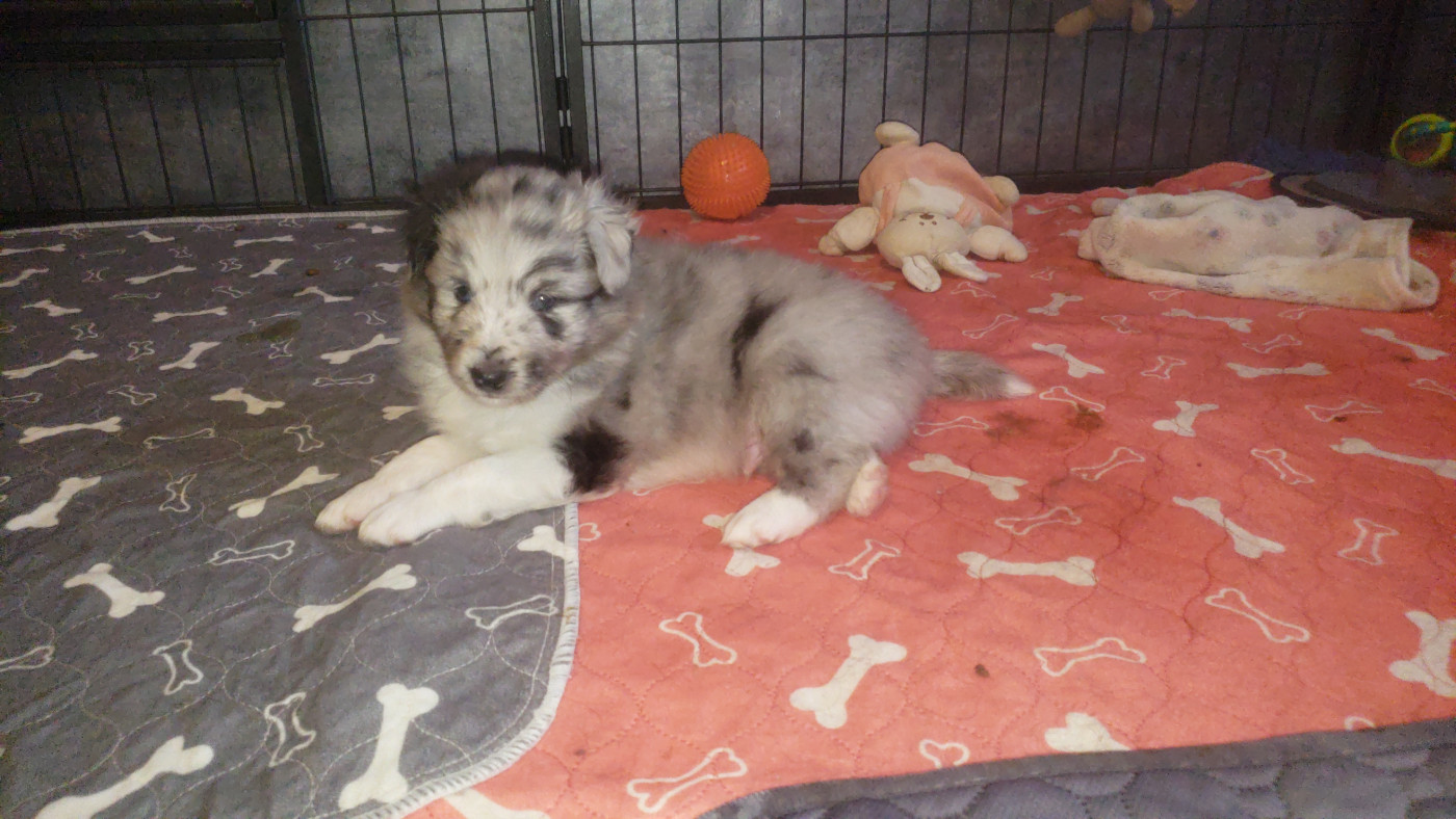 Of Chiprey's Hamlet - Chiots disponibles - Shetland Sheepdog