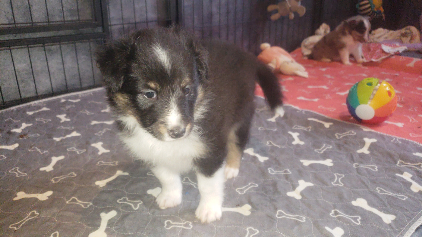 Of Chiprey's Hamlet - Chiots disponibles - Shetland Sheepdog