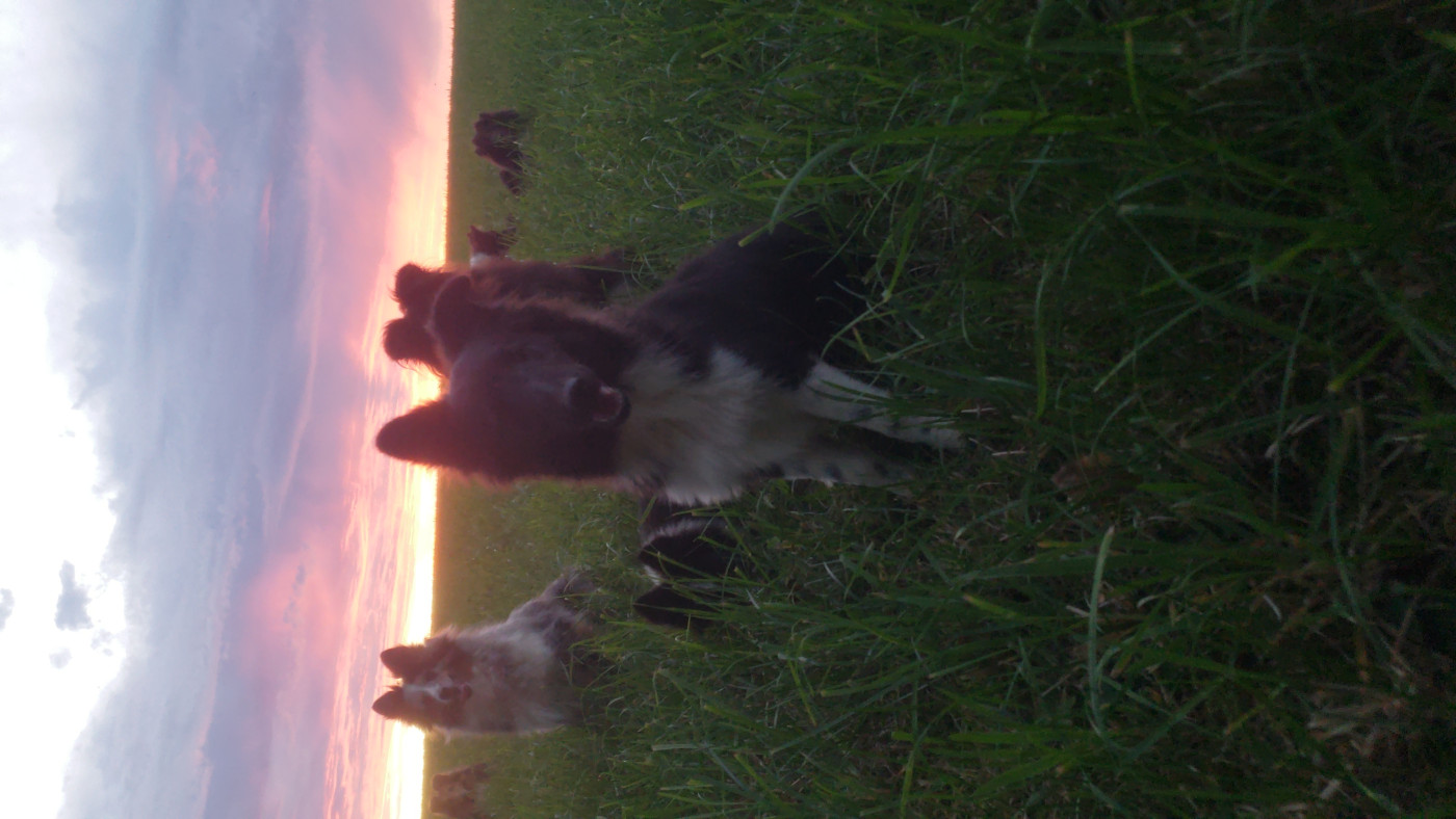 Of Chiprey's Hamlet - Chiots disponibles - Shetland Sheepdog