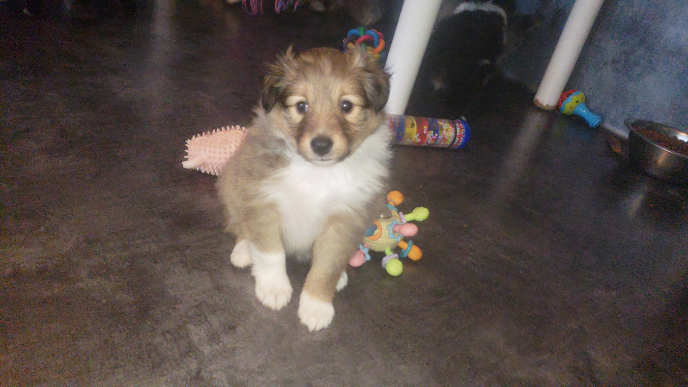 Of Chiprey's Hamlet - Chiots disponibles - Shetland Sheepdog