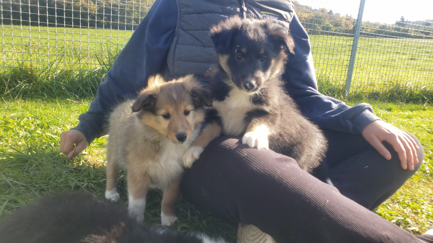 Of Chiprey's Hamlet - Chiots disponibles - Shetland Sheepdog