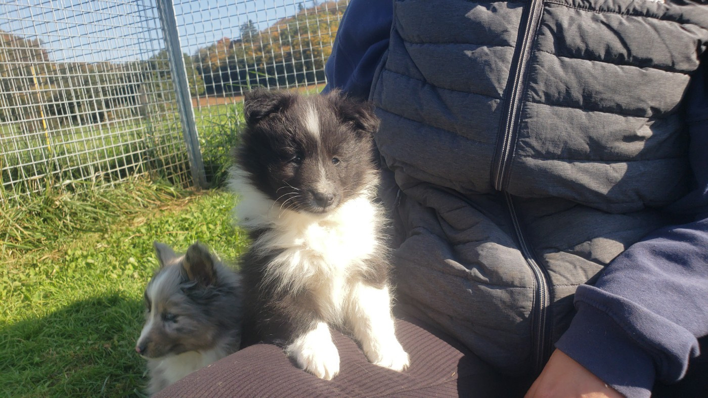 Of Chiprey's Hamlet - Chiots disponibles - Shetland Sheepdog