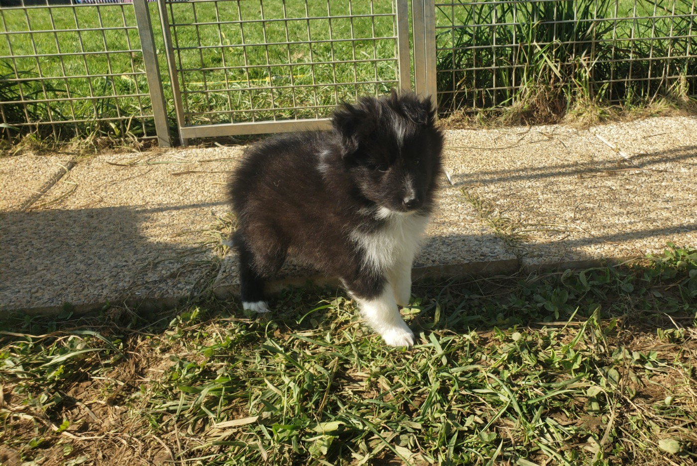 Of Chiprey's Hamlet - Chiots disponibles - Shetland Sheepdog