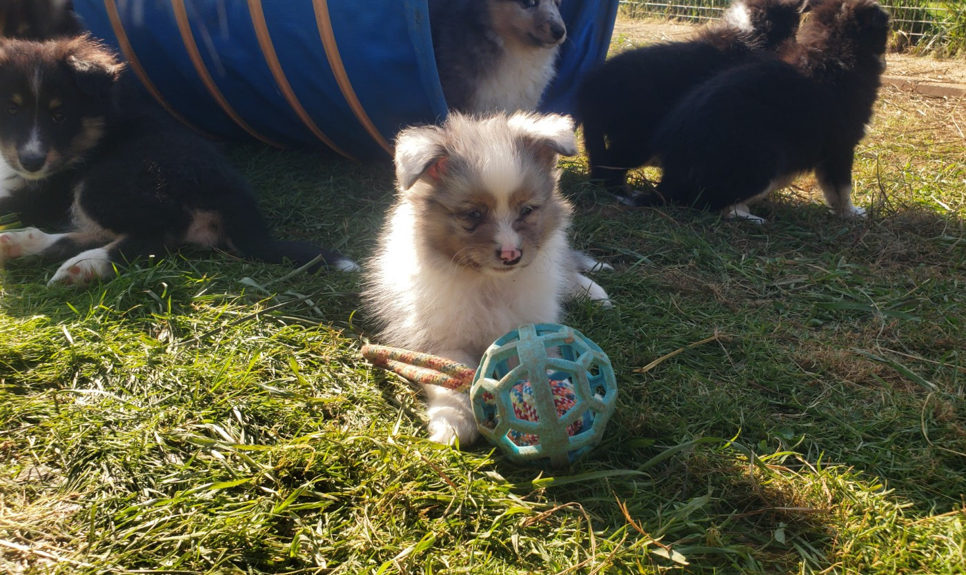 Of Chiprey's Hamlet - Chiots disponibles - Shetland Sheepdog