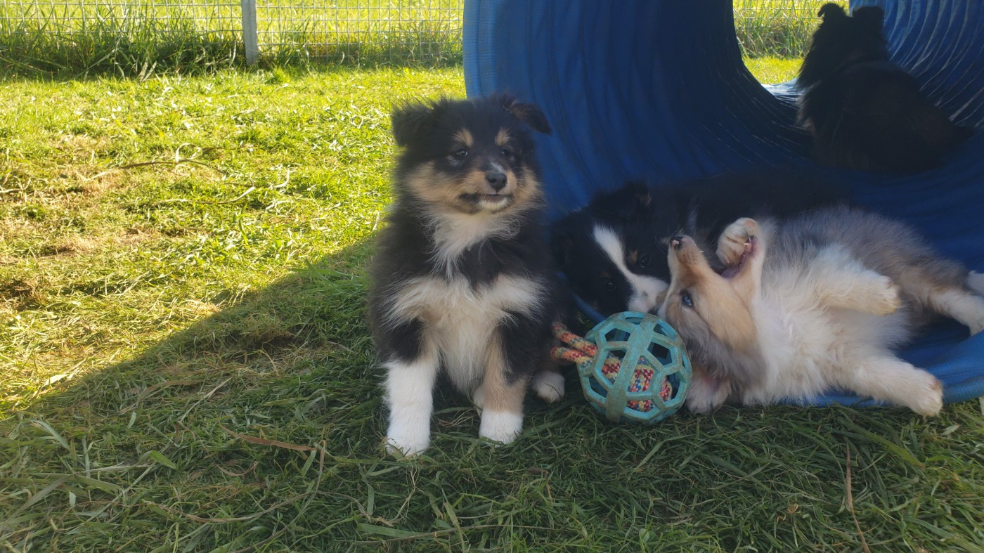 Of Chiprey's Hamlet - Chiots disponibles - Shetland Sheepdog