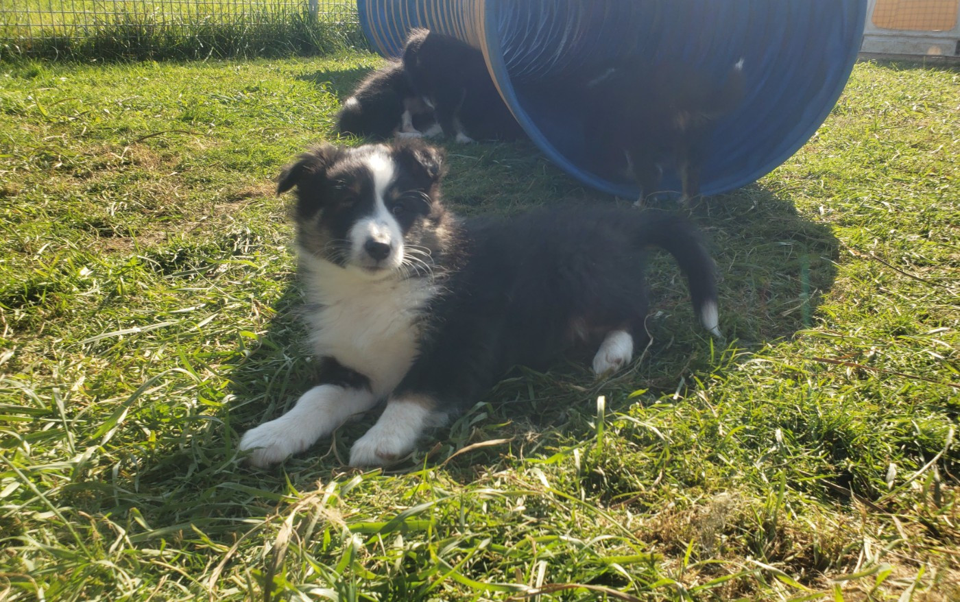Of Chiprey's Hamlet - Chiots disponibles - Shetland Sheepdog
