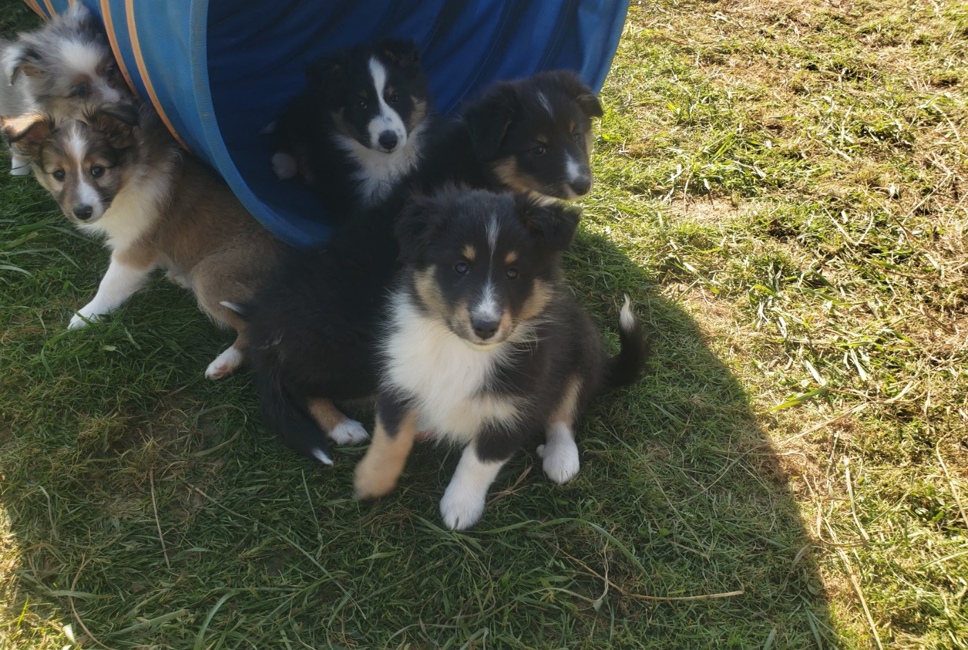 Of Chiprey's Hamlet - Chiots disponibles - Shetland Sheepdog