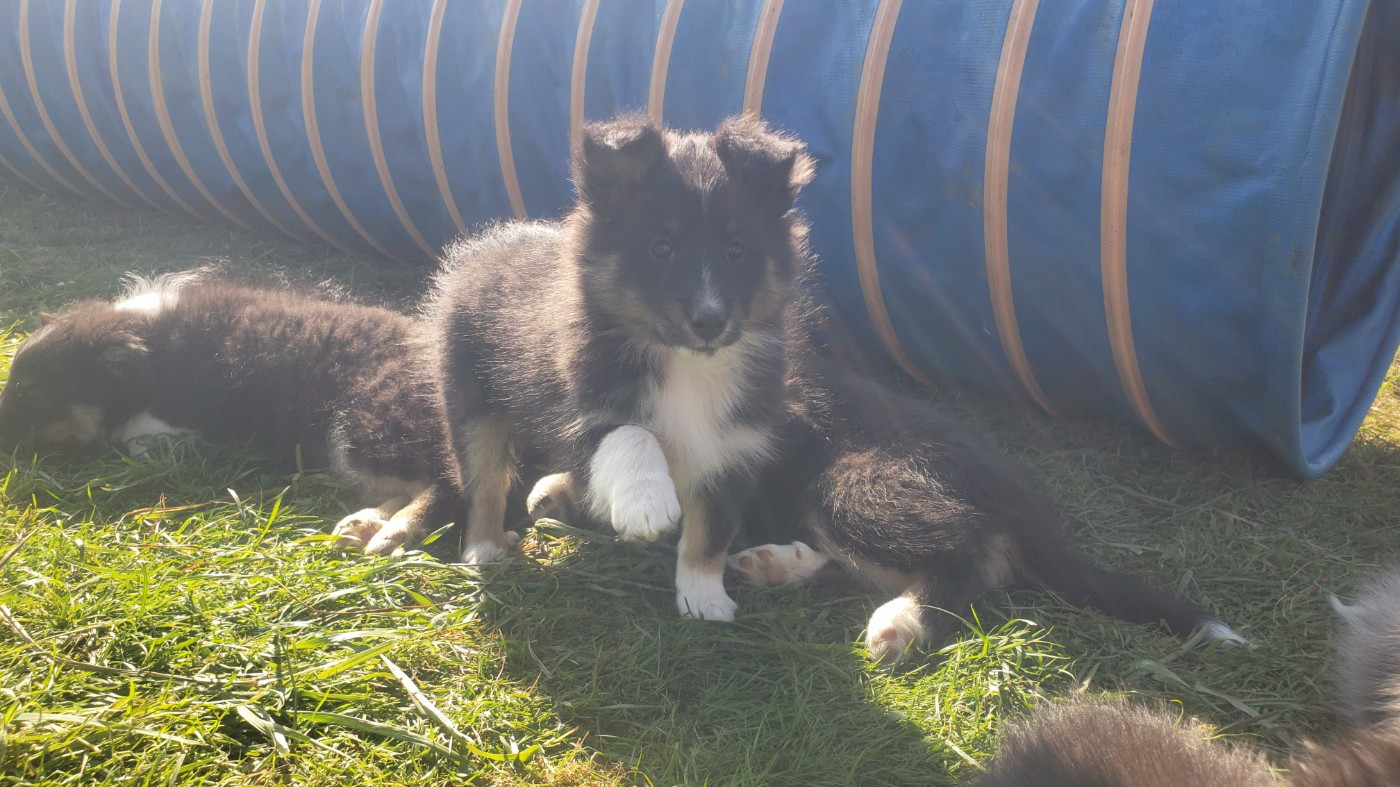 Of Chiprey's Hamlet - Chiots disponibles - Shetland Sheepdog