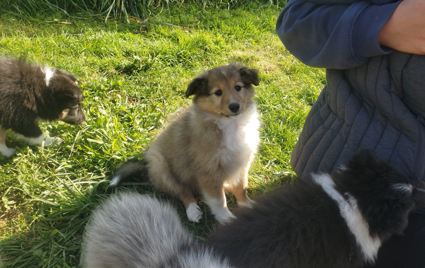 Of Chiprey's Hamlet - Chiots disponibles - Shetland Sheepdog