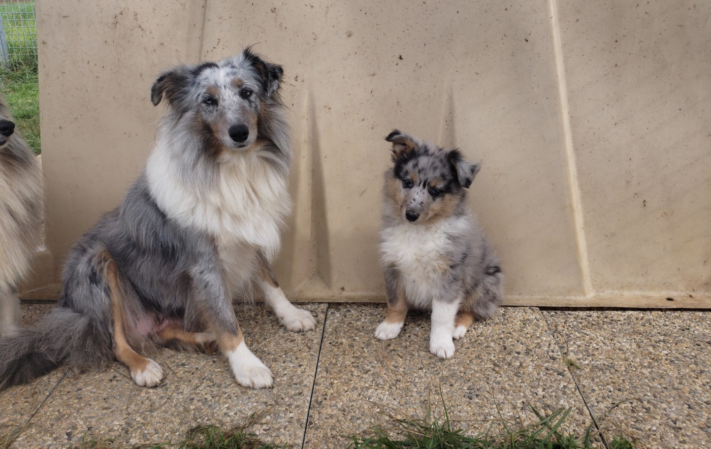 Of Chiprey's Hamlet - Chiots disponibles - Shetland Sheepdog