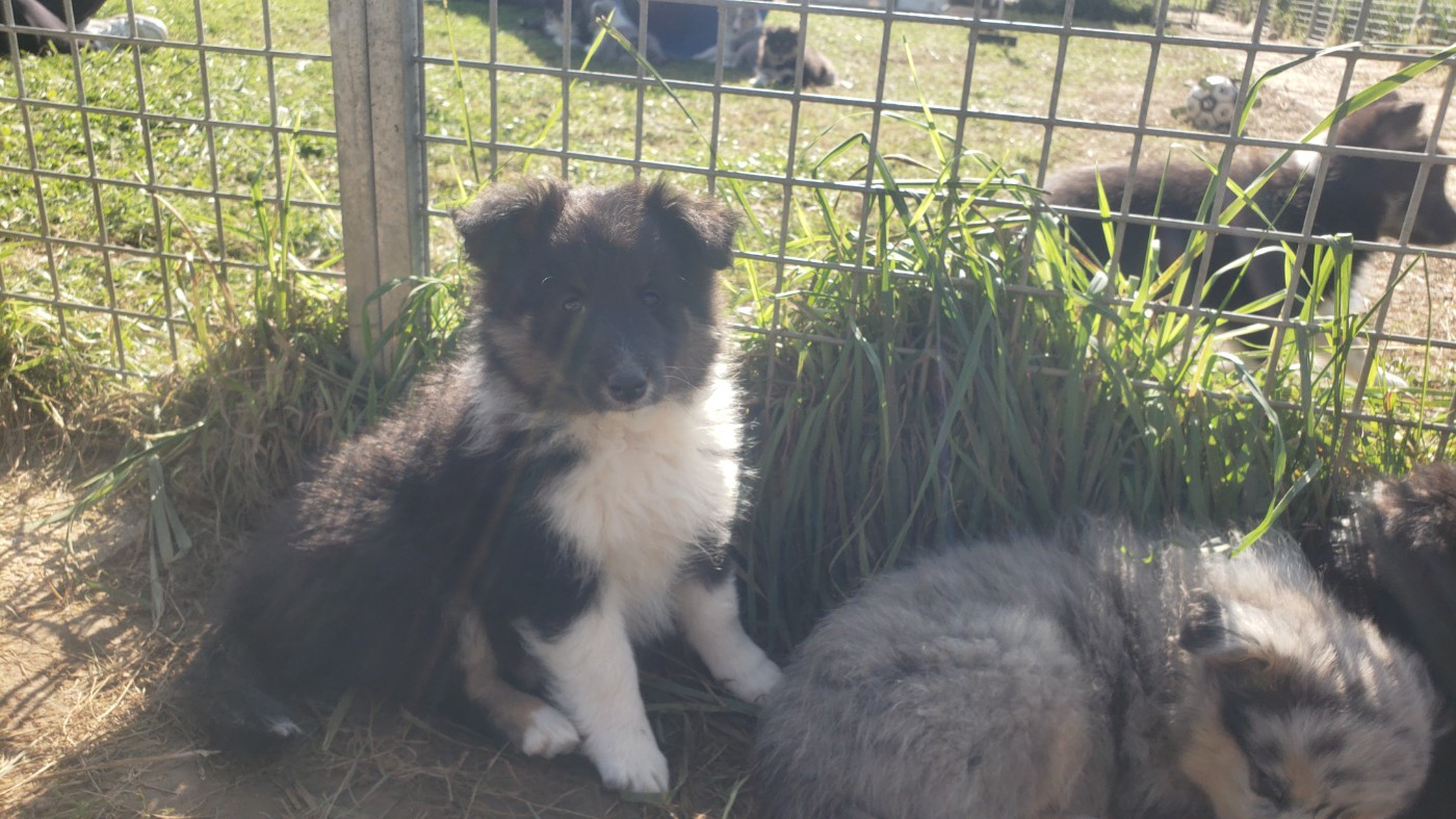 Of Chiprey's Hamlet - Chiots disponibles - Shetland Sheepdog