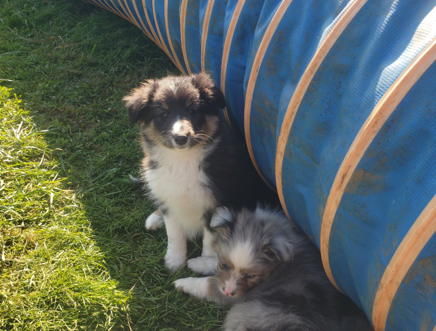 Of Chiprey's Hamlet - Chiots disponibles - Shetland Sheepdog