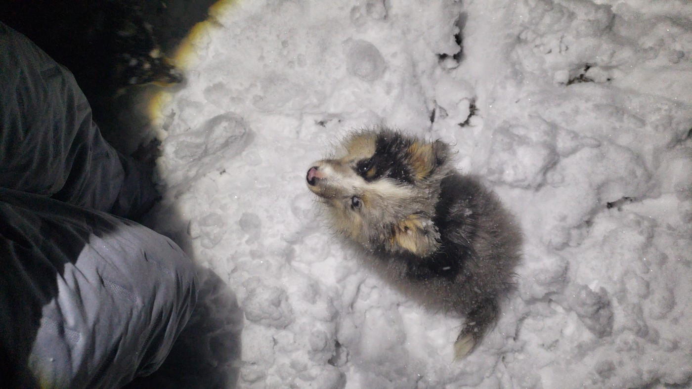 Of Chiprey's Hamlet - Chiots disponibles - Shetland Sheepdog