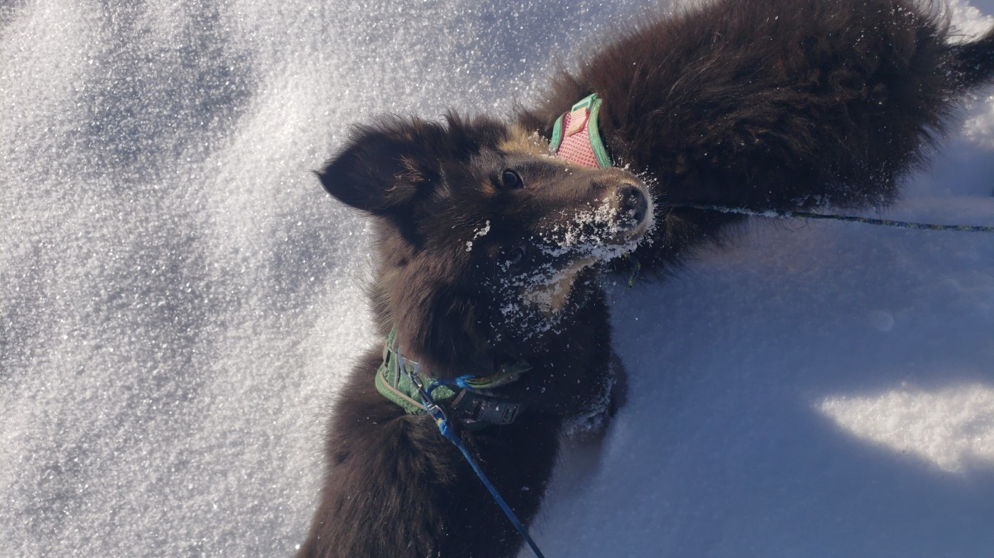 Of Chiprey's Hamlet - Chiots disponibles - Shetland Sheepdog