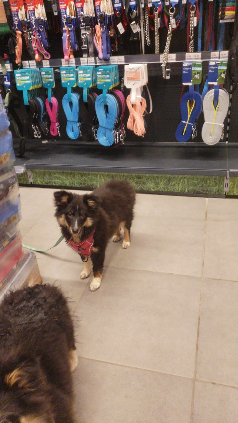 Of Chiprey's Hamlet - Chiots disponibles - Shetland Sheepdog