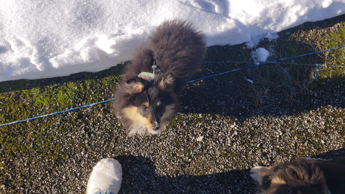 Of Chiprey's Hamlet - Chiots disponibles - Shetland Sheepdog