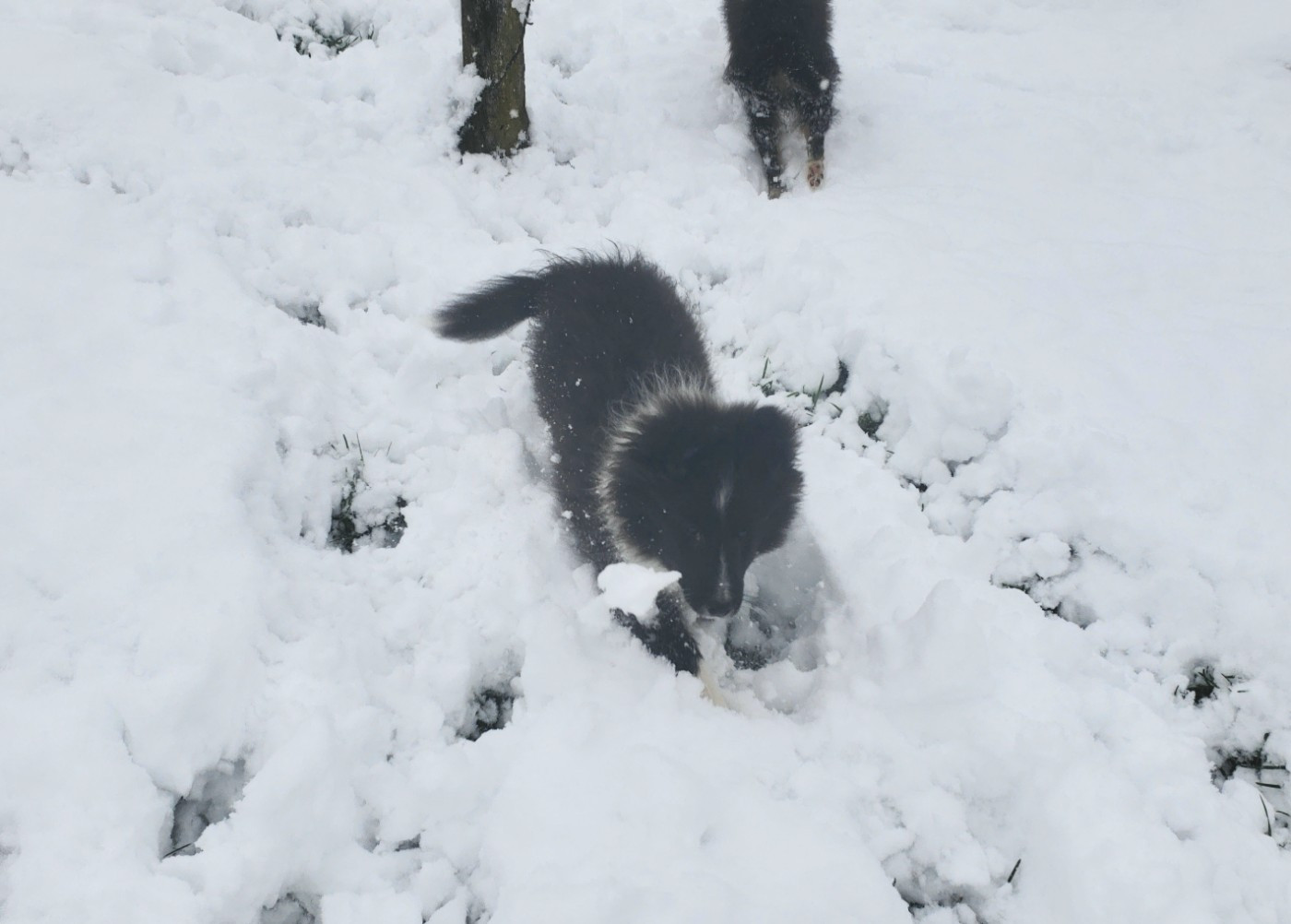 Of Chiprey's Hamlet - Chiots disponibles - Shetland Sheepdog