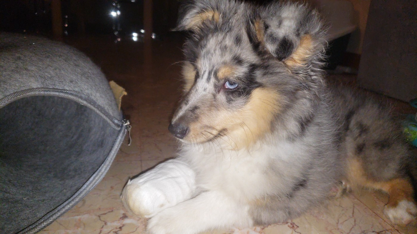 Of Chiprey's Hamlet - Chiots disponibles - Shetland Sheepdog