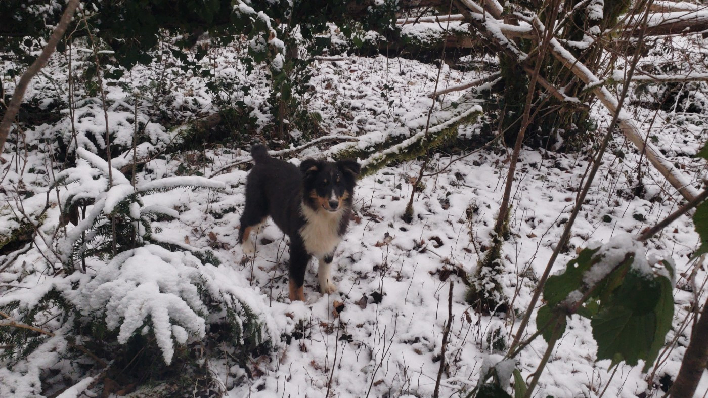 Of Chiprey's Hamlet - Chiots disponibles - Shetland Sheepdog