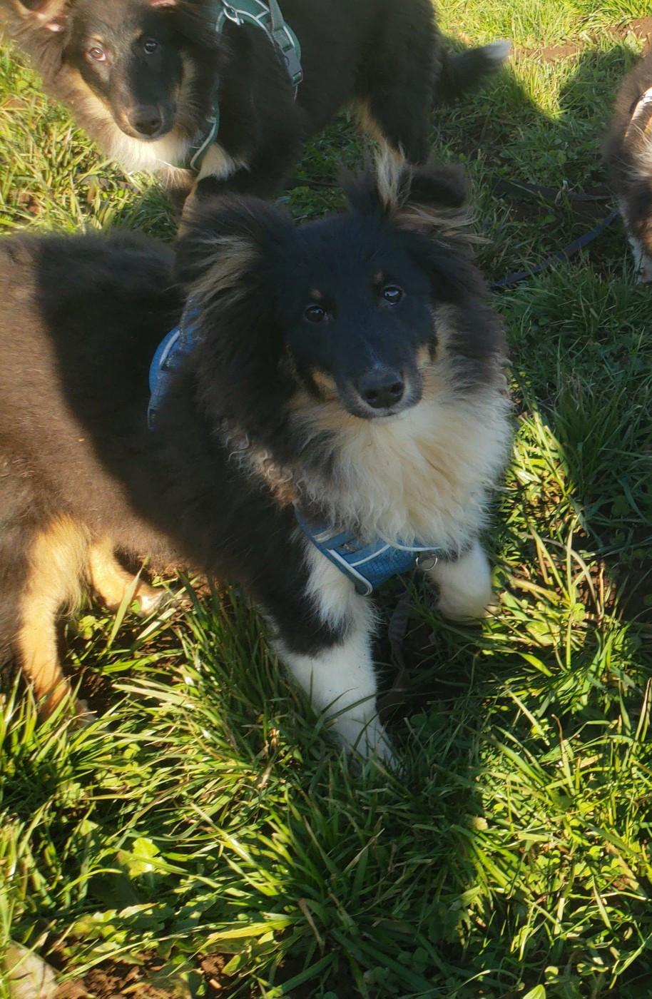 Of Chiprey's Hamlet - Chiots disponibles - Shetland Sheepdog