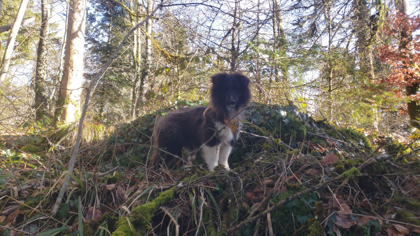 Of Chiprey's Hamlet - Chiots disponibles - Shetland Sheepdog