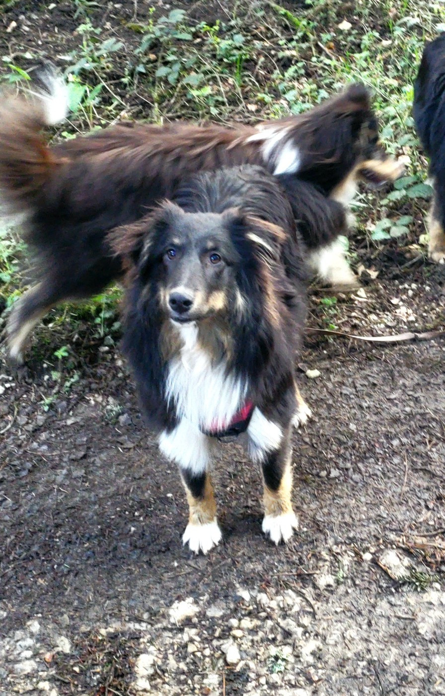 Of Chiprey's Hamlet - Chiots disponibles - Shetland Sheepdog