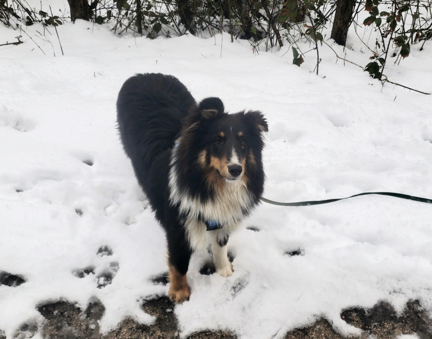 Of Chiprey's Hamlet - Chiots disponibles - Shetland Sheepdog