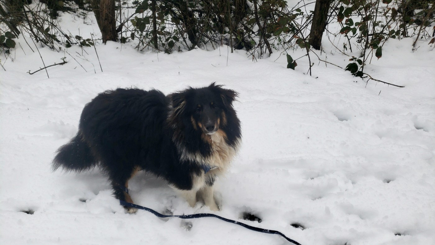 Of Chiprey's Hamlet - Chiots disponibles - Shetland Sheepdog