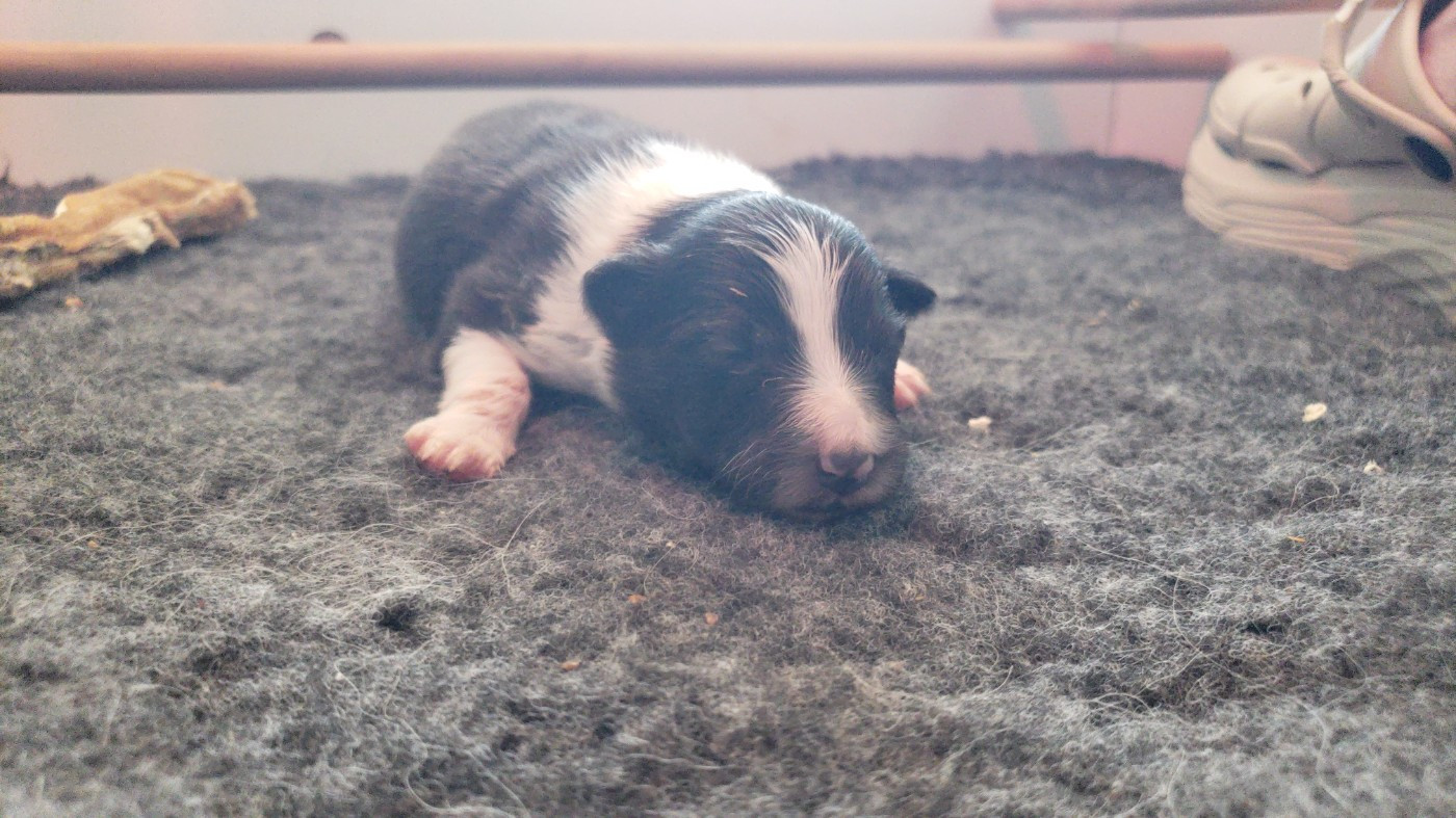 Of Chiprey's Hamlet - Chiots disponibles - Shetland Sheepdog
